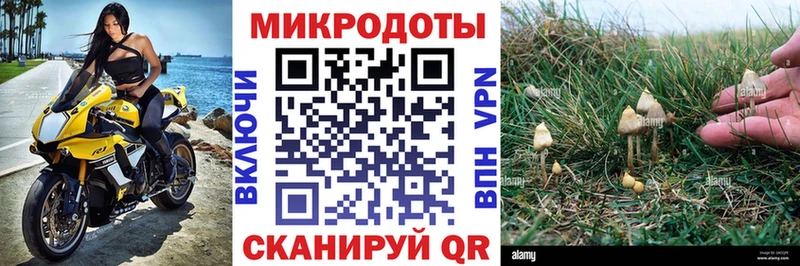 Галлюциногенные грибы Psilocybine cubensis  Купить  Приволжск 